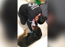 Adoptar perros bolet&iacute;n