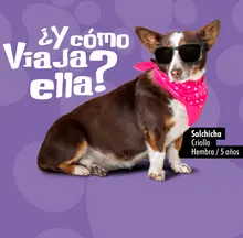 &iquest;Y c&oacute;mo viajan ellos? 