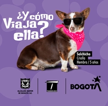 Los animales de compa&ntilde;&iacute;a son bienvenidos en TransMilenio