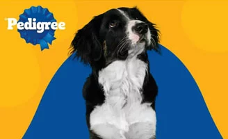 TransMilenio y Pedigree se unen para combatir el abandono animal - m&oacute;vil