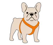 Perro-pug-TransMiPet