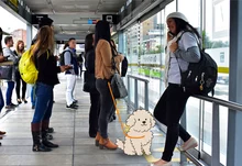 Perro-en-el-sistema-TransMilenio