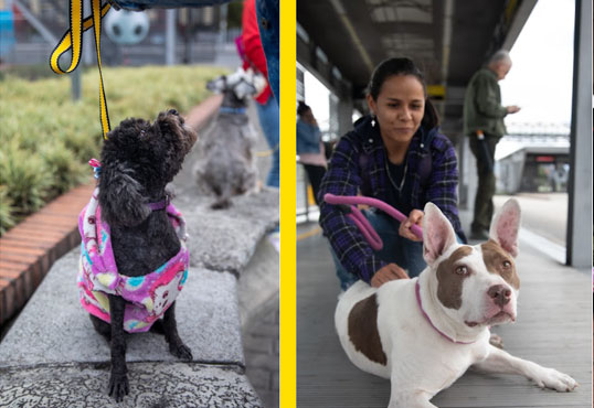 Perros para adoptar, no abandonemos