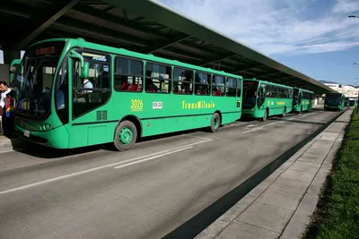 INICIA RUTA ALIMENTADORA GAVIOTAS