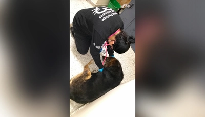 Arranc&oacute; el censo de mascotas en el Sistema