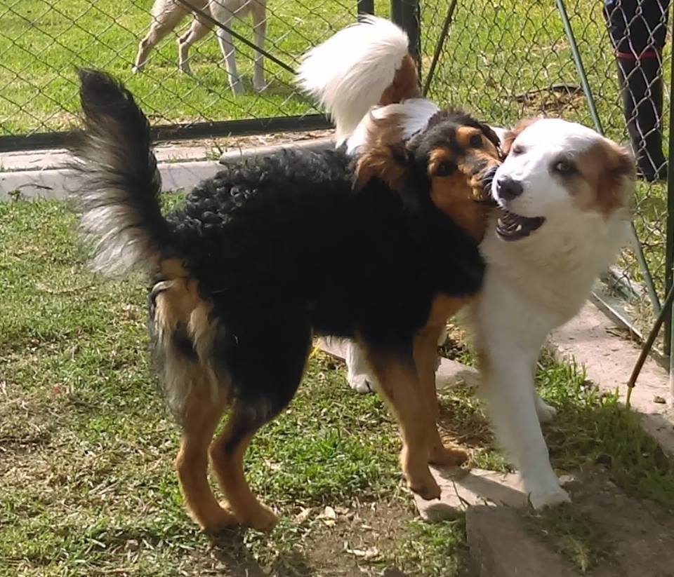 JORNADA DE ADOPCI&Oacute;N DE ANIMALES ABANDONADOS EN LA CALLE
