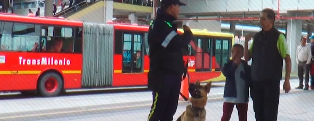 Conoce la función del equipo canino de TransMilenio