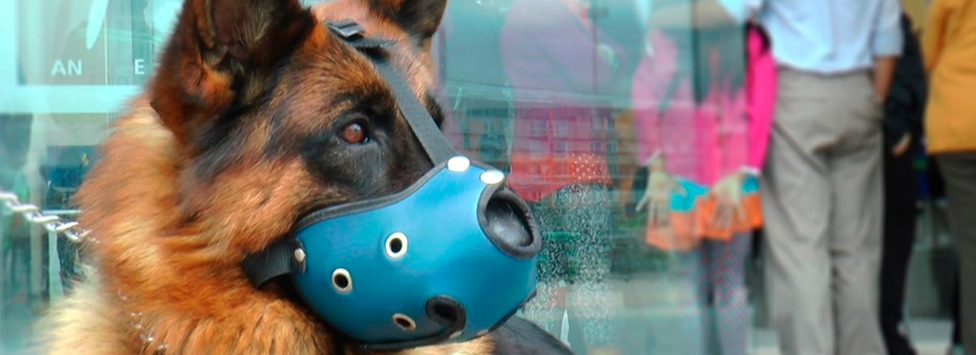 El equipo canino de TransMilenio