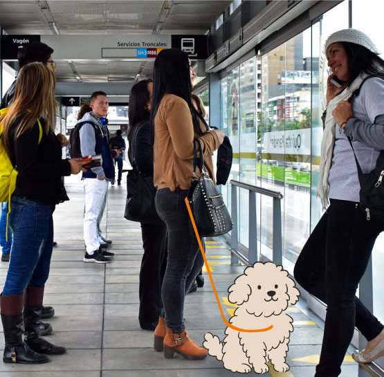 Perro-en-el-sistema-TransMilenio-esperando-buses